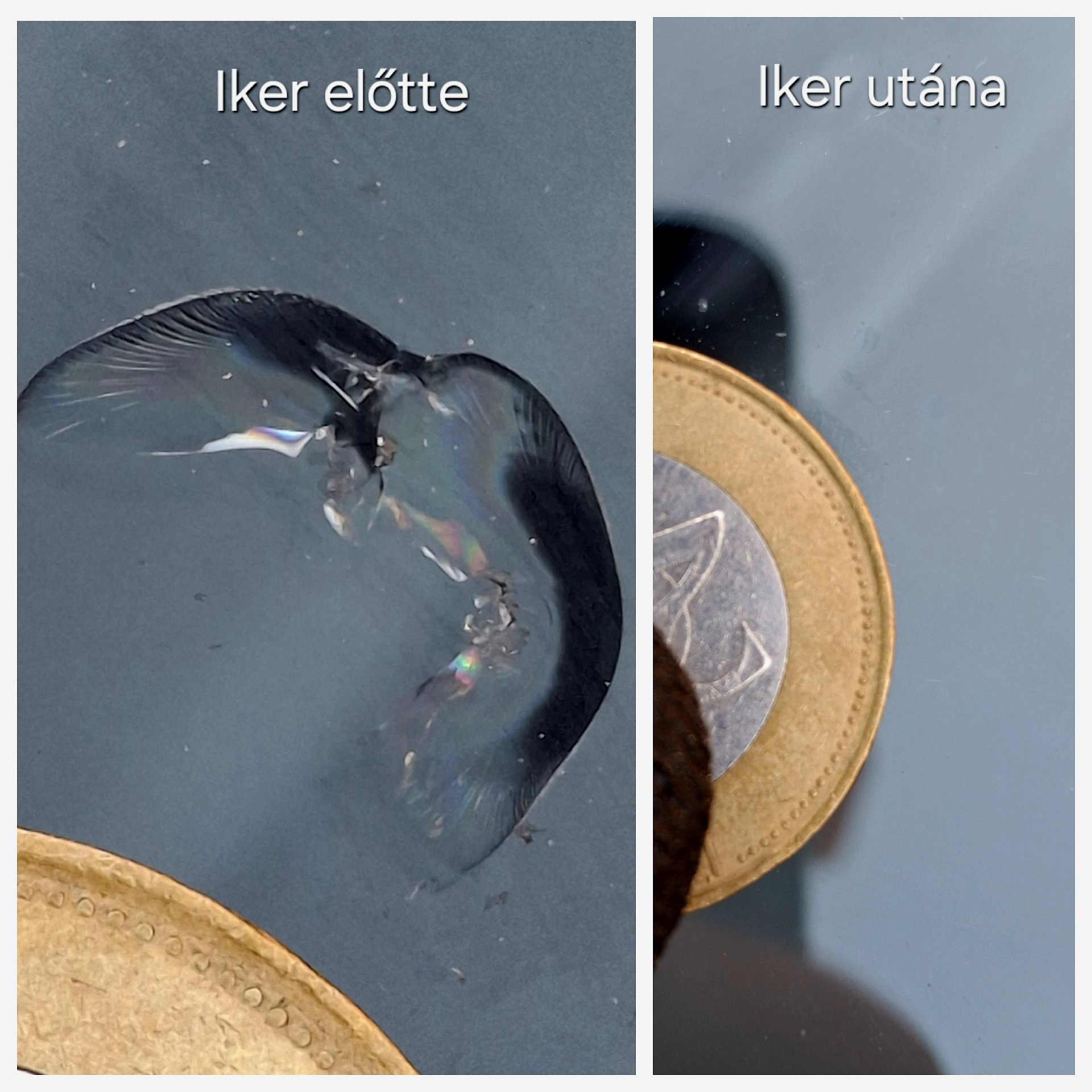 Iker kőfelverődés elötte-utána
